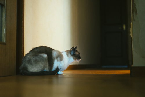 暗がりから顔を覗かせて様子を伺う出待ち猫