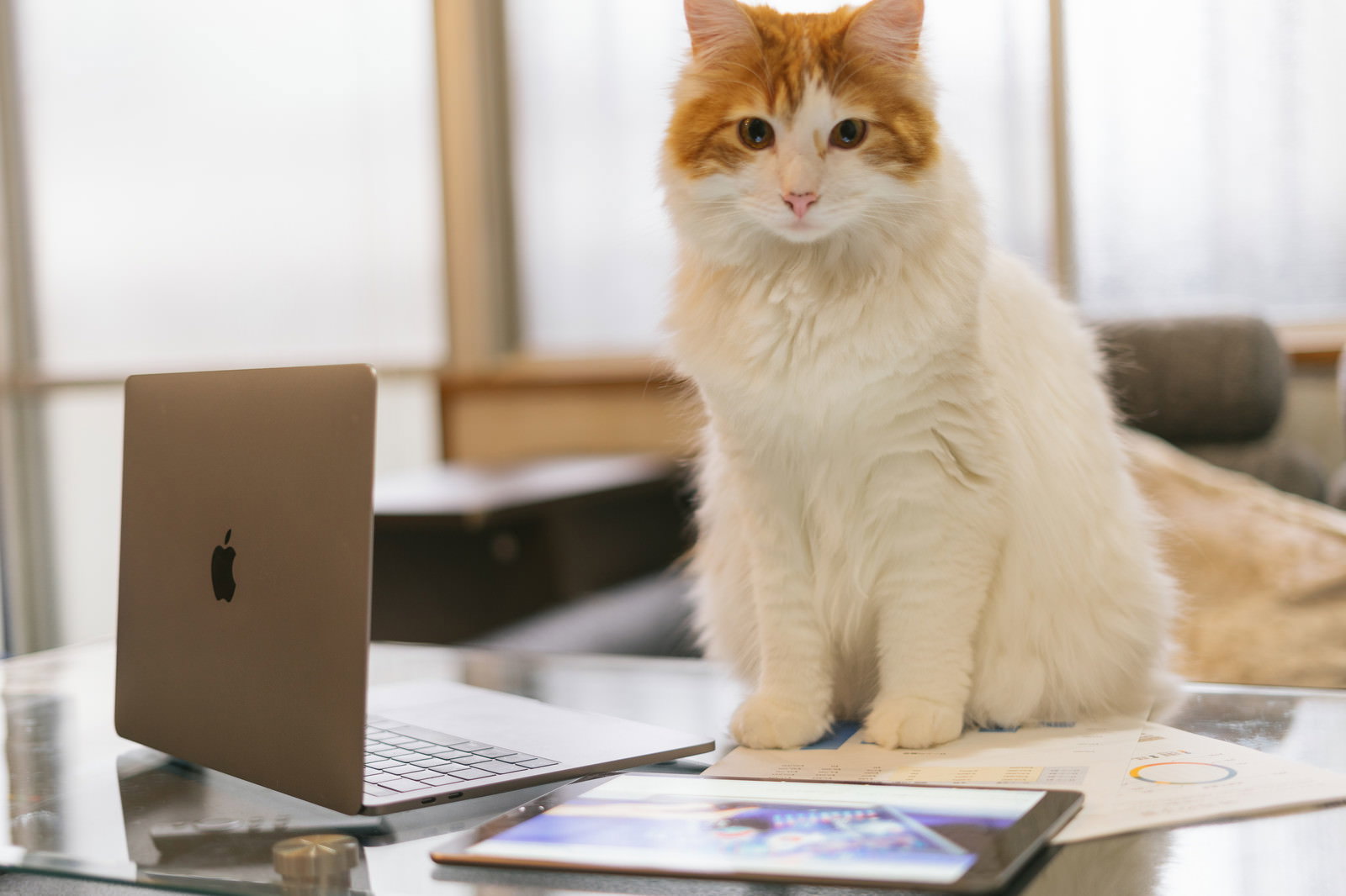 MacBookの前でお座りしている茶白猫