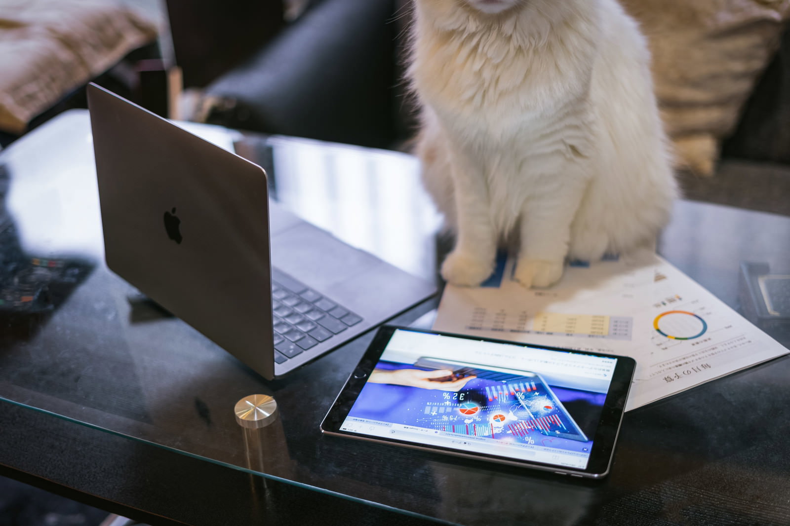 デスクに置かれたMacBookとiPadの間に座る白い猫
