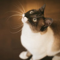 上を見上げる白黒模様の愛猫の顔アップ写真の写真