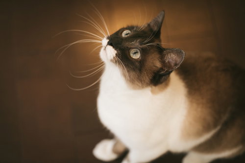 上を見上げる白黒模様の愛猫の顔アップ写真