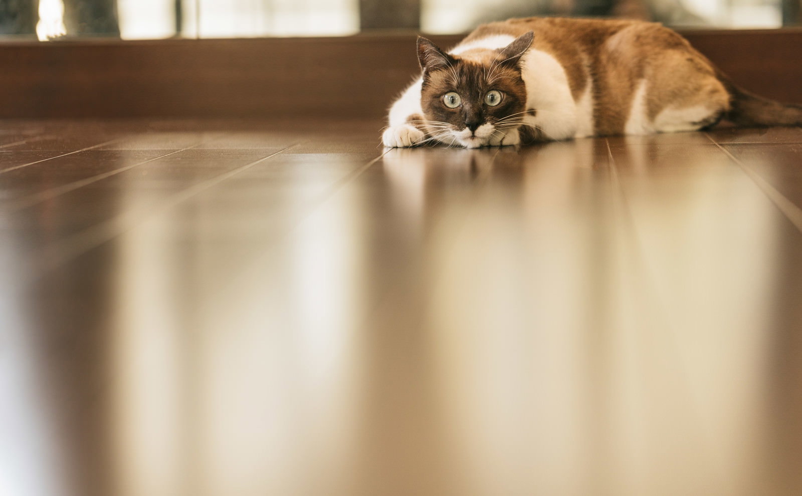 床に低く伏せて目を見開き前方を凝視する茶トラ猫［モデル：プー］