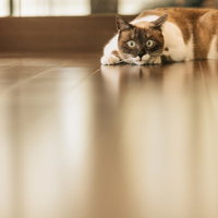 獲物を狙い低い姿勢で凝視する茶トラ猫の狩猟本能の写真