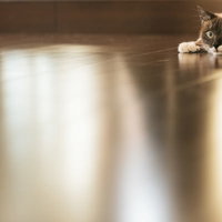 フローリングの床で伏せる茶白の猫が寛ぐ様子の写真