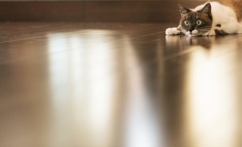 フローリングの床で伏せる茶白の猫が寛ぐ様子