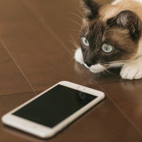 スマホの指紋認証に失敗する猫の肉球、白黒猫がスマートフォンに近づくの写真