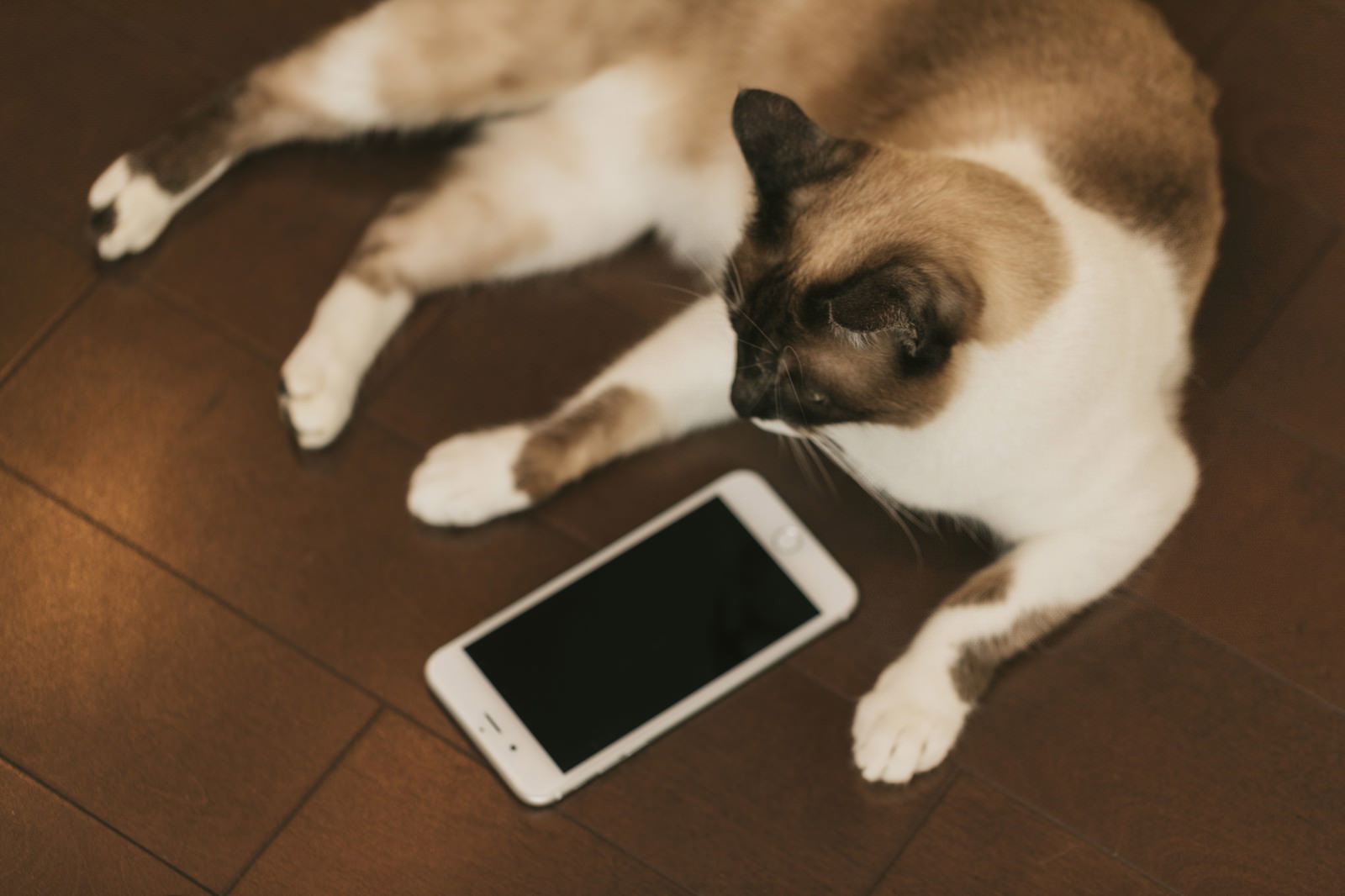 スマートフォンの前で寝転ぶ茶白の猫［モデル：プー］