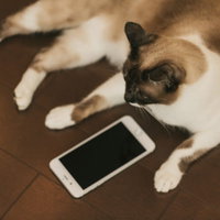 スマートフォンの前で既読スルーされたような表情の猫の写真