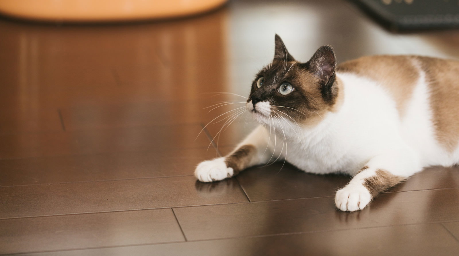 床に伏せて頭上の獲物を狙う茶白の猫［モデル：プー］