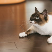 頭上の獲物を追う猫、見つめる視線、狩猟本能の写真