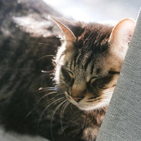 ひなたでウトウト眠るキジトラの子猫。温かな日向ぼっこの写真