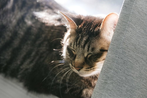 ひなたでウトウト眠るキジトラの子猫。温かな日向ぼっこ