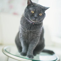 あたりを見回すブリティッシュショートヘアの灰色猫の写真