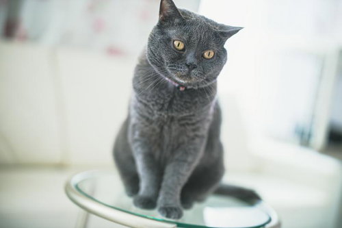 あたりを見回すブリティッシュショートヘアの灰色猫