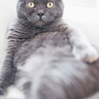お腹を出してくつろぐグレーの猫、黄色い瞳でカメラ目線の写真