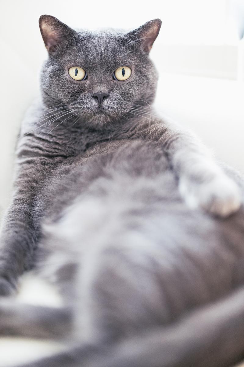 グレーの猫がカメラを見つめている。くつろぎながら体を預けている