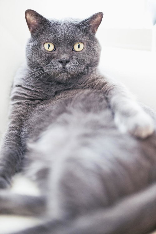 お腹を出してくつろぐグレーの猫、黄色い瞳でカメラ目線