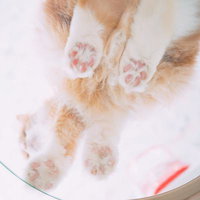 透明な台の下から見える猫の肉球のアップの写真