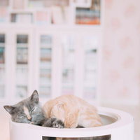 仲良くボール型ベッドで眠るグレートラ猫と茶トラ猫の写真