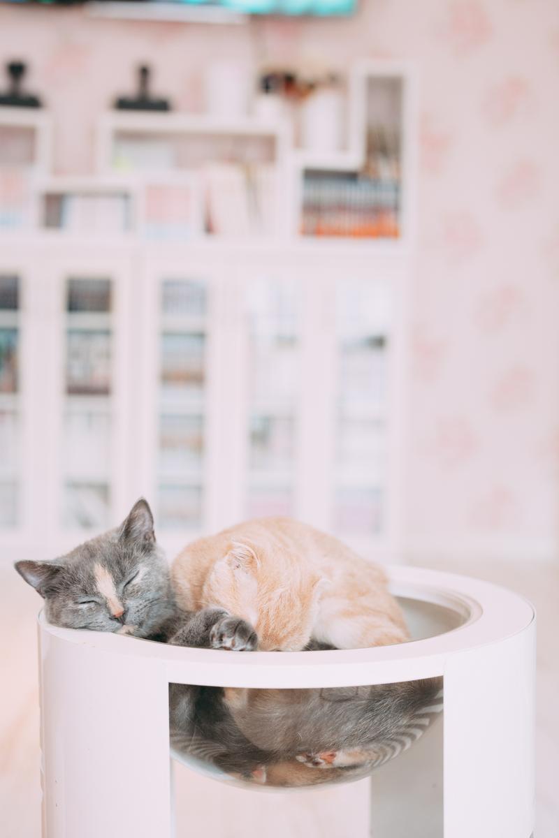 ボール型ベッドに寄り添って眠る2匹の猫