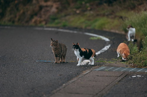 アスファルトの車道に座る野良猫たち