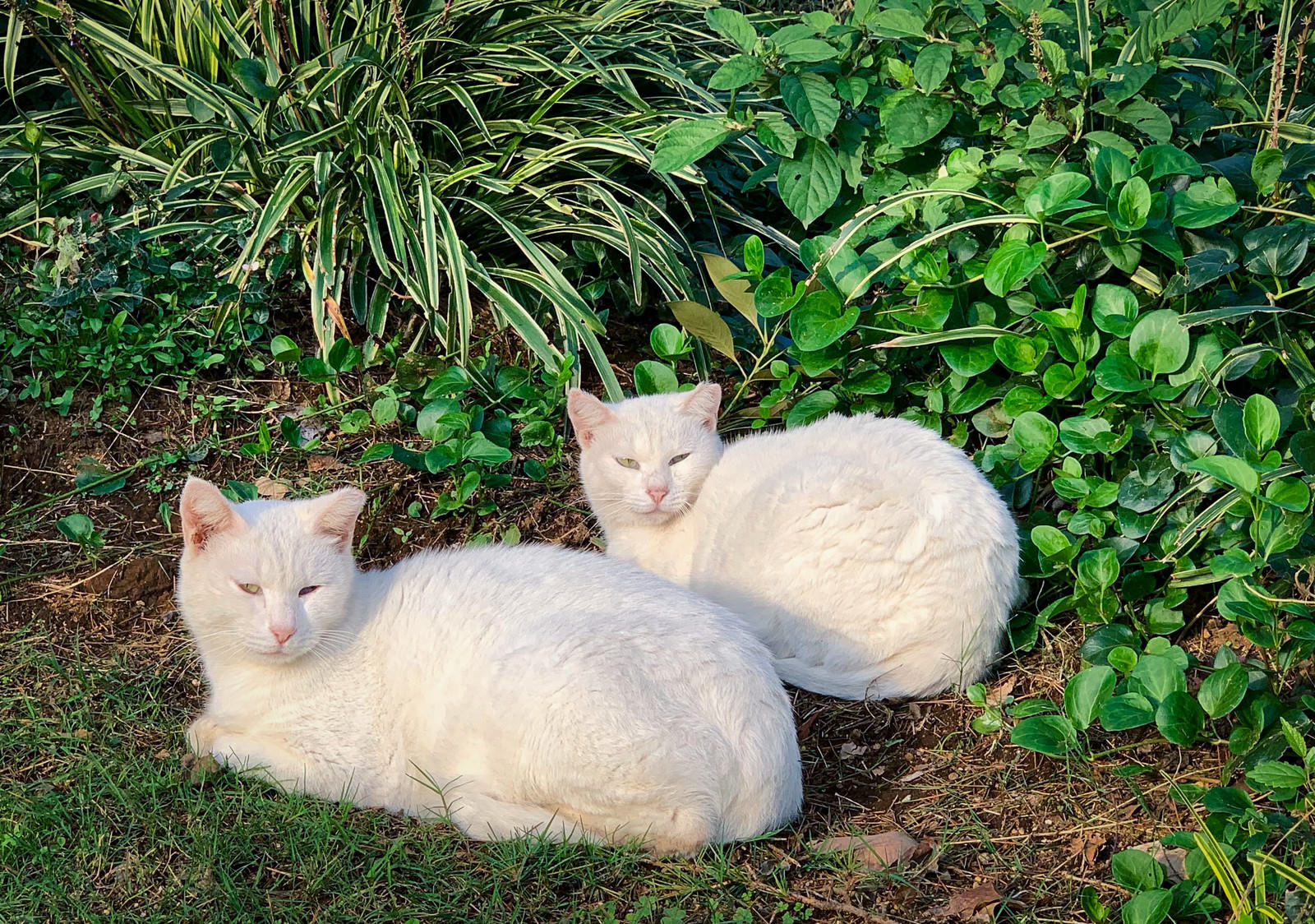 庭の緑の植物の前で寄り添って座る2匹の白い猫