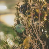 クリスマスシーズンのライトアップされたクリスマスツリーの写真