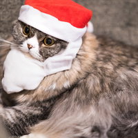 サンタ帽をかぶったスコティッシュフォールドの猫の写真