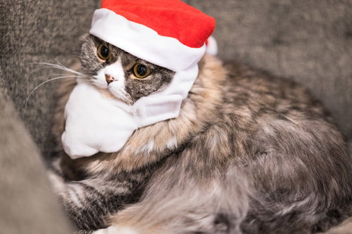 サンタ帽をかぶったスコティッシュフォールドの猫