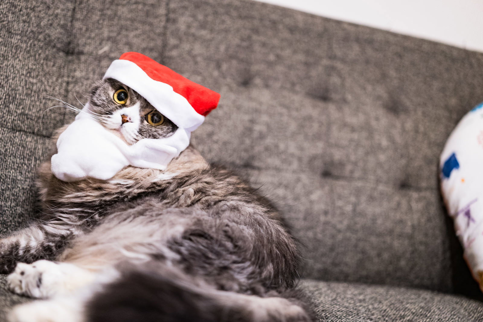 赤いサンタクロースの帽子を被ったスコティッシュフォールドの猫