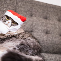 クリスマス雰囲気を楽しむスコティッシュフォールドの猫の写真