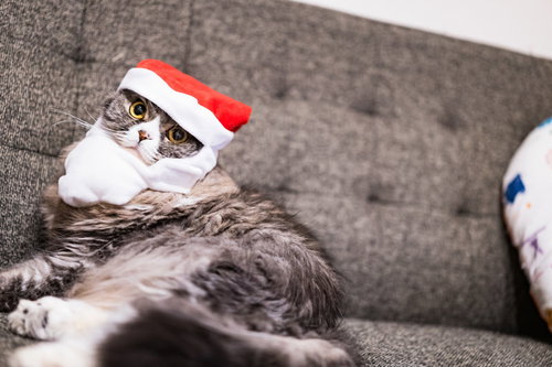 クリスマス雰囲気を楽しむスコティッシュフォールドの猫