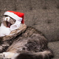 クリスマスモードに飽きた猫のあくびの写真
