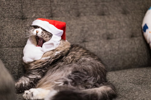 クリスマスモードに飽きた猫のあくび