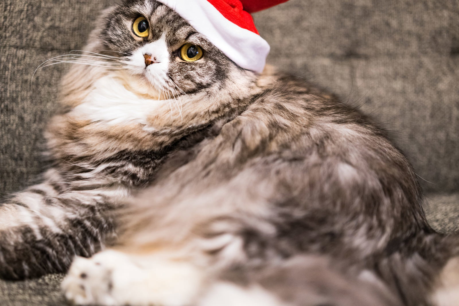 赤いサンタ帽をかぶった茶白の長毛猫が困惑したような表情を見せている