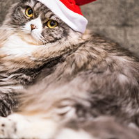 ご主人にサンタ帽をかぶせられて不満げなスコティッシュフォールドの写真
