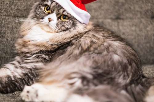 ご主人にサンタ帽をかぶせられて不満げなスコティッシュフォールド