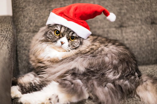 メリクリキャッツ サンタ帽をかぶった猫 クリスマスペット