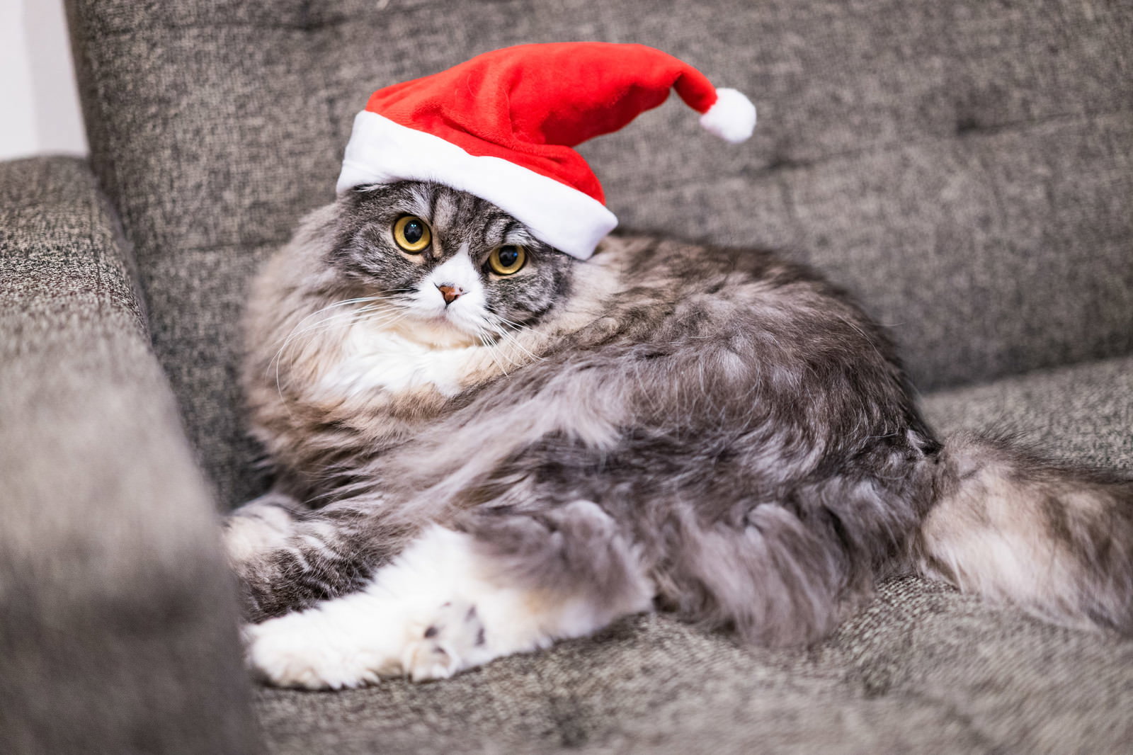 赤いサンタ帽をかぶってソファに座るスコティッシュフォールドの猫