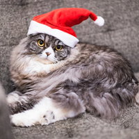 赤いサンタ帽をかぶったスコティッシュフォールドの猫の写真
