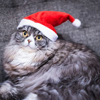 クリスマス会の最前列にいるタイプのスコティッシュフォールドの写真