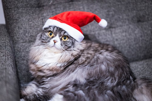 クリスマス会の最前列にいるタイプのスコティッシュフォールド