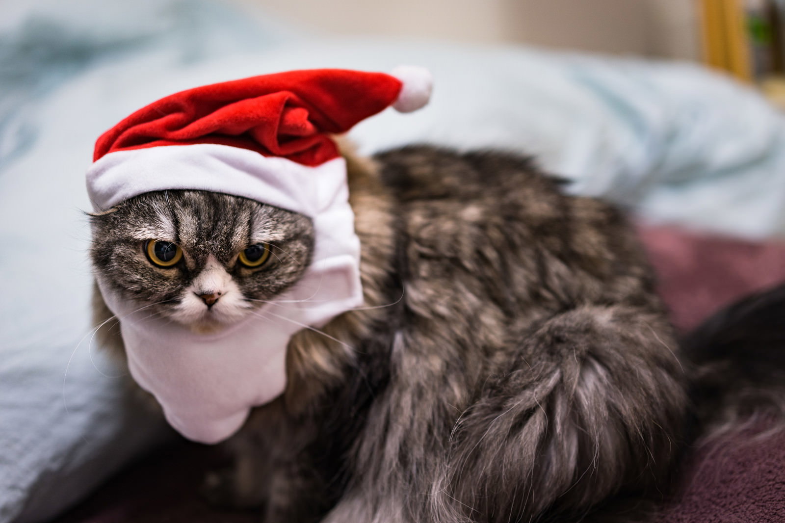 赤いサンタ帽を被って寂しげな表情を浮かべるグレー縞模様の猫