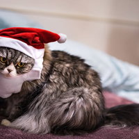 クリスマスを寝過ごしたサンタ帽の猫 ベッドでうっかり深い眠りに落ちた可愛いペットの写真