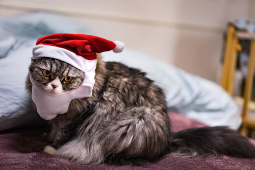 クリスマスを寝過ごしたサンタ帽の猫 ベッドでうっかり深い眠りに落ちた可愛いペット