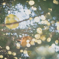 暖色系のイルミネーションに包まれた樹木のライトアップの写真