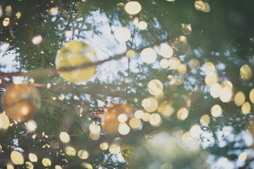 暖色系のイルミネーションに包まれた樹木のライトアップ