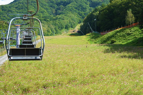 リフトに乗りコスモス園の上をゆく