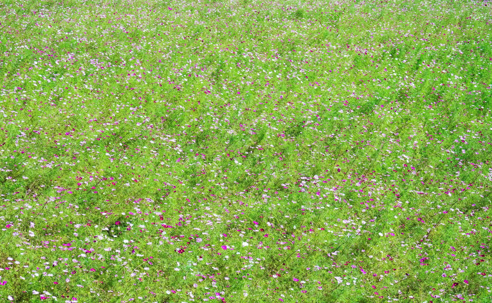 一面に咲くピンクと白のコスモスの花を上から俯瞰で撮影
