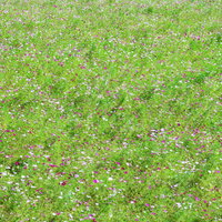 一面のコスモスの花を上からの写真